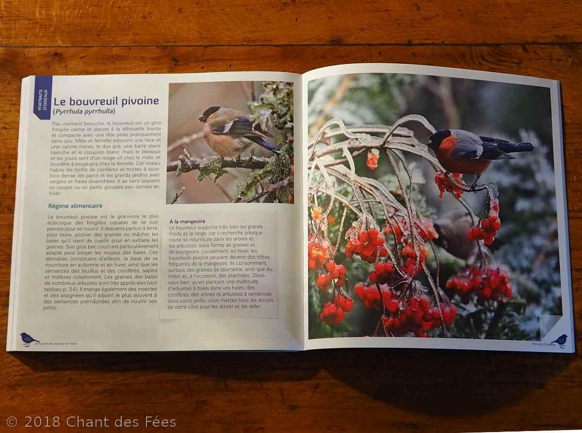 nourrir les oiseaux en hiver