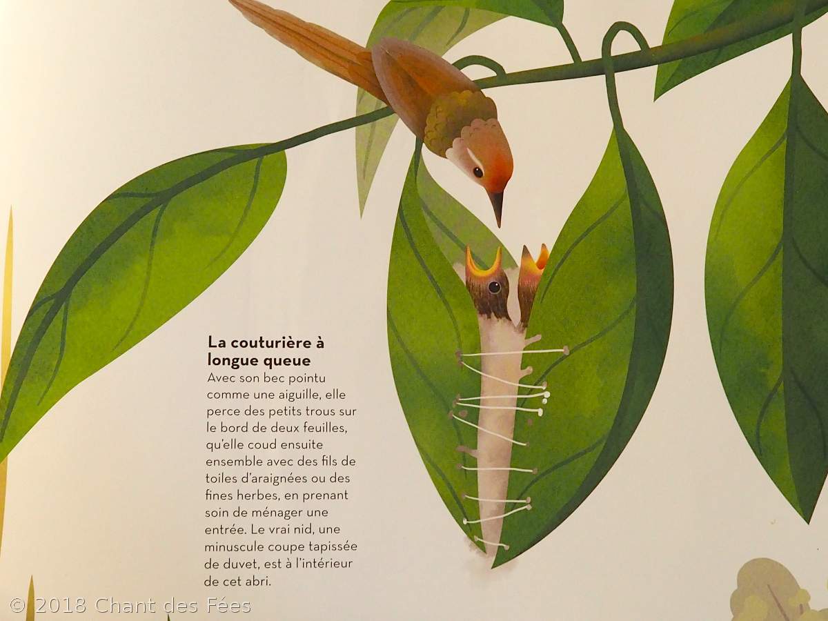 nourrir les oiseaux en hiver