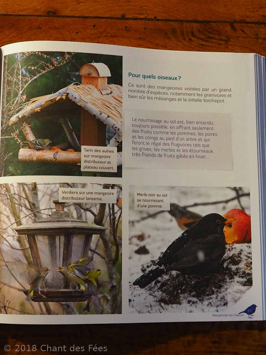nourrir les oiseaux en hiver