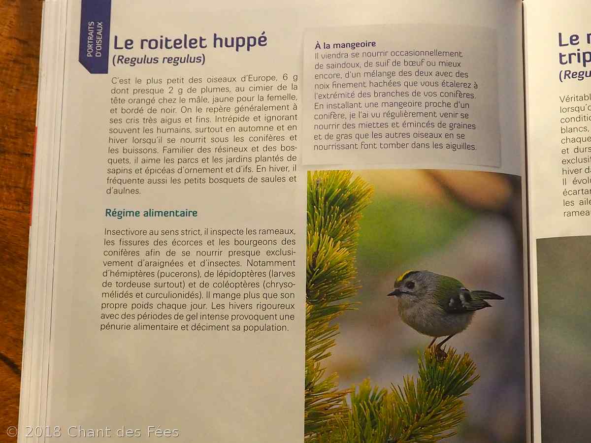 nourrir les oiseaux en hiver