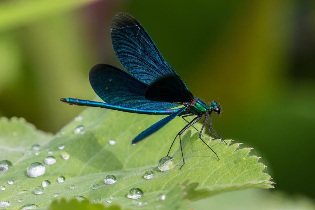 Demoiselle