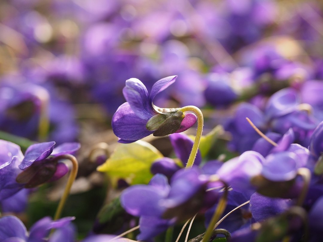 poèmes de printemps