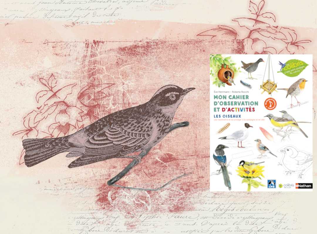 Mon cahier d'observation et d'activités, les oiseaux