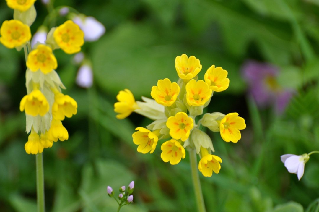 Poèsies sur le mois d'avril