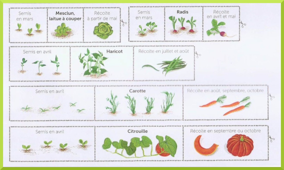 Mon cahier d'activités nature : le potager