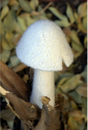 champignons en laine feutrée